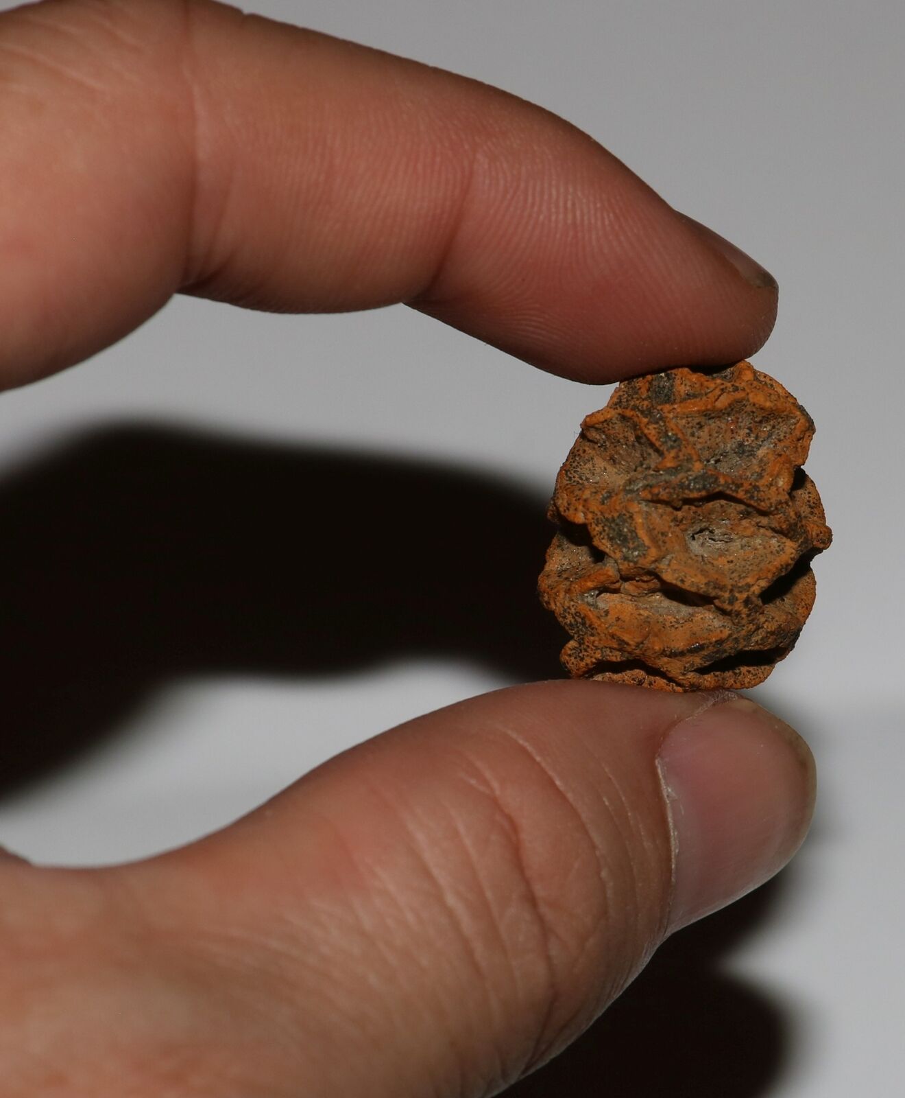 Metasequoia Pine Cone - Dinosaur Age Hell Creek Cretaceous - Super Detailed
