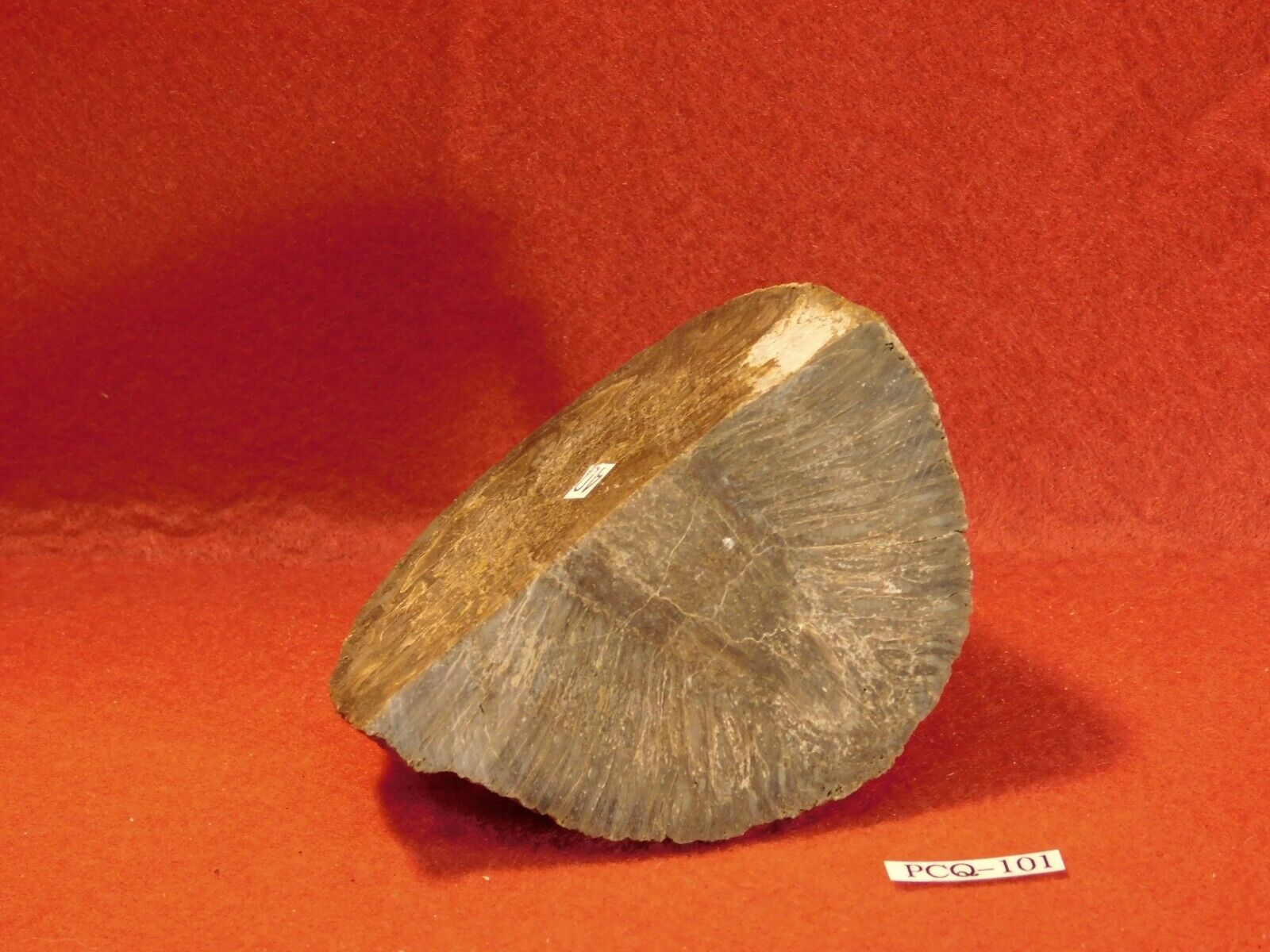 Fossil Pinecone Quarter (1/4) Pcq-101