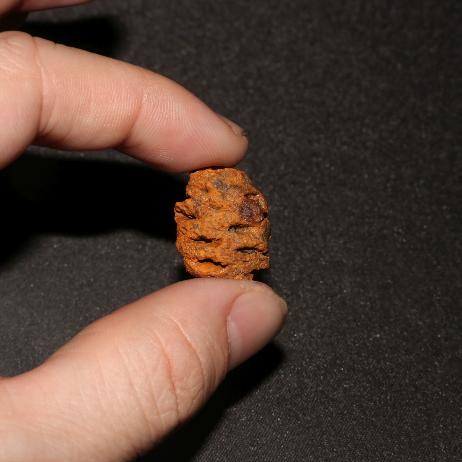 Meta Sequoia Pine Cone Fossil - Hell Creek Formation Cretaceous  - Wow Super