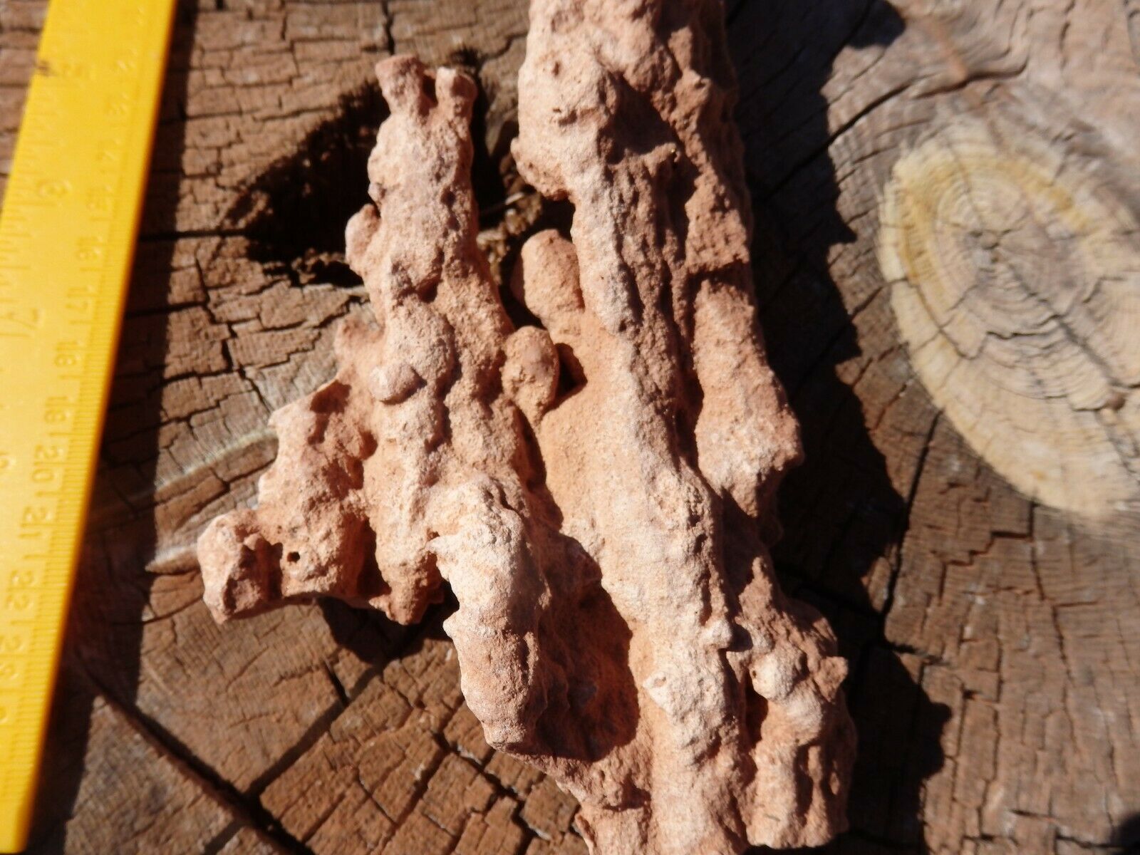 Red  Rhizolith Tree Or Plant Root Cast