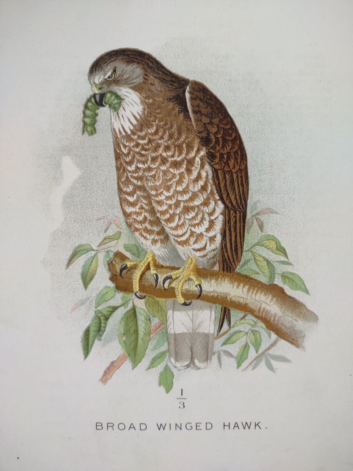 Broad Winged Hawk 1897 Chromolithograph Print 6"x9.5" Birding Antique Birds