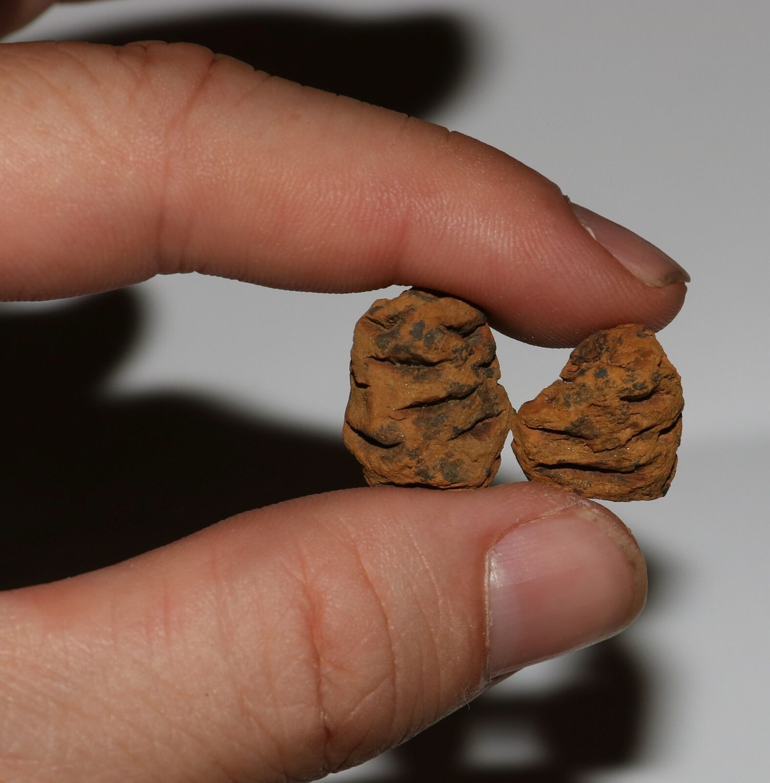Two 2 Metasequoia Pine Cone - Dinosaur Age Hell Creek Cretaceous - Mini Beauties